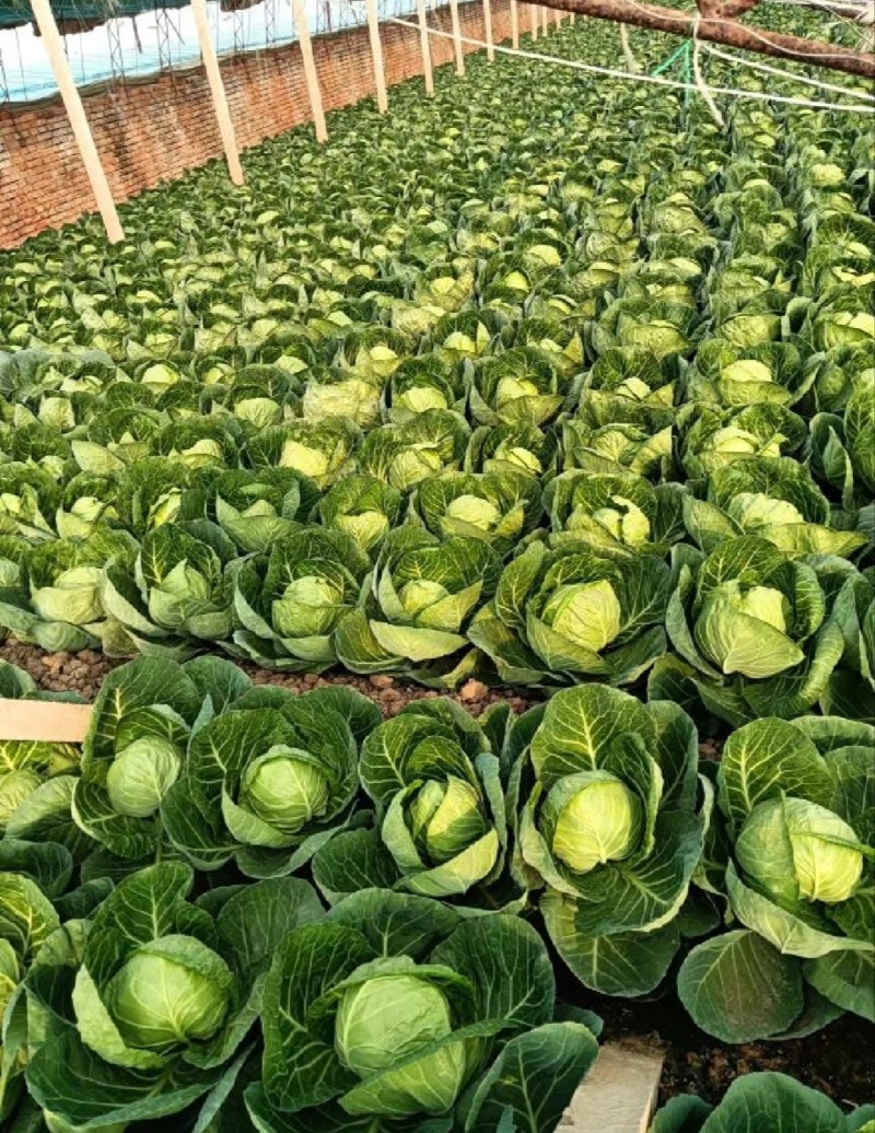 【推荐】湖北圆包菜供应市场商超电商量大价优