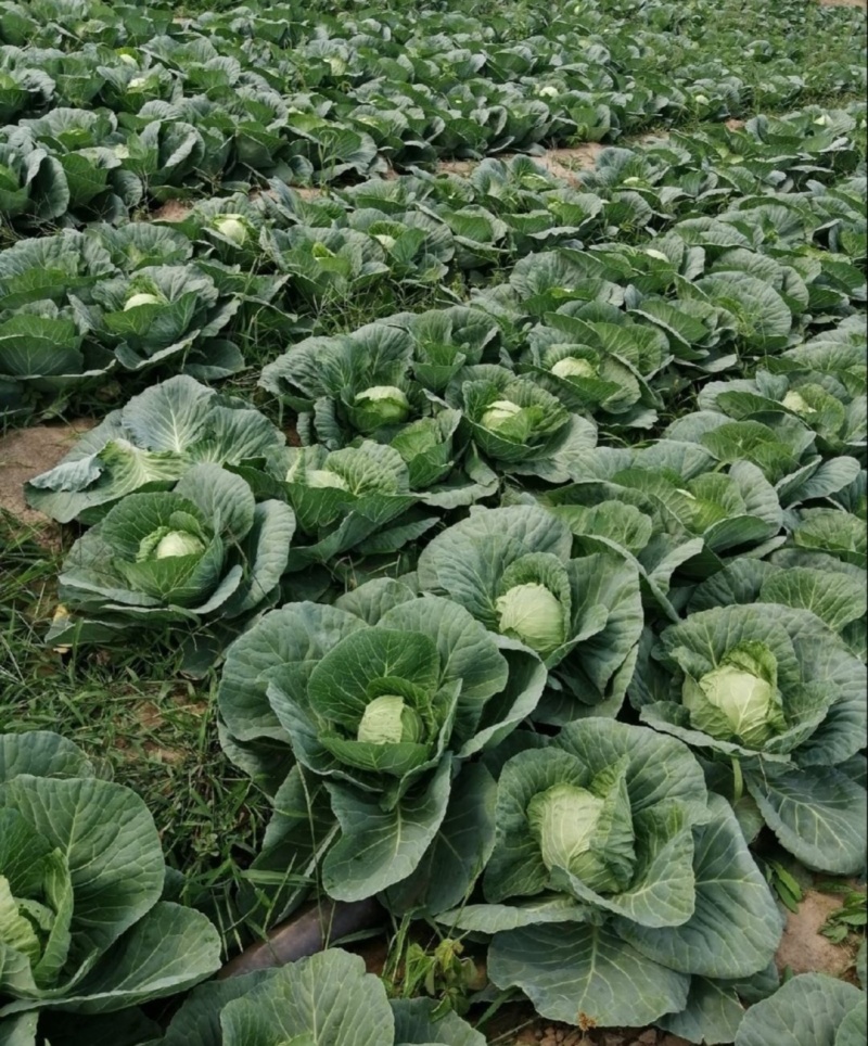 【推荐】湖北圆包菜供应市场商超电商量大价优