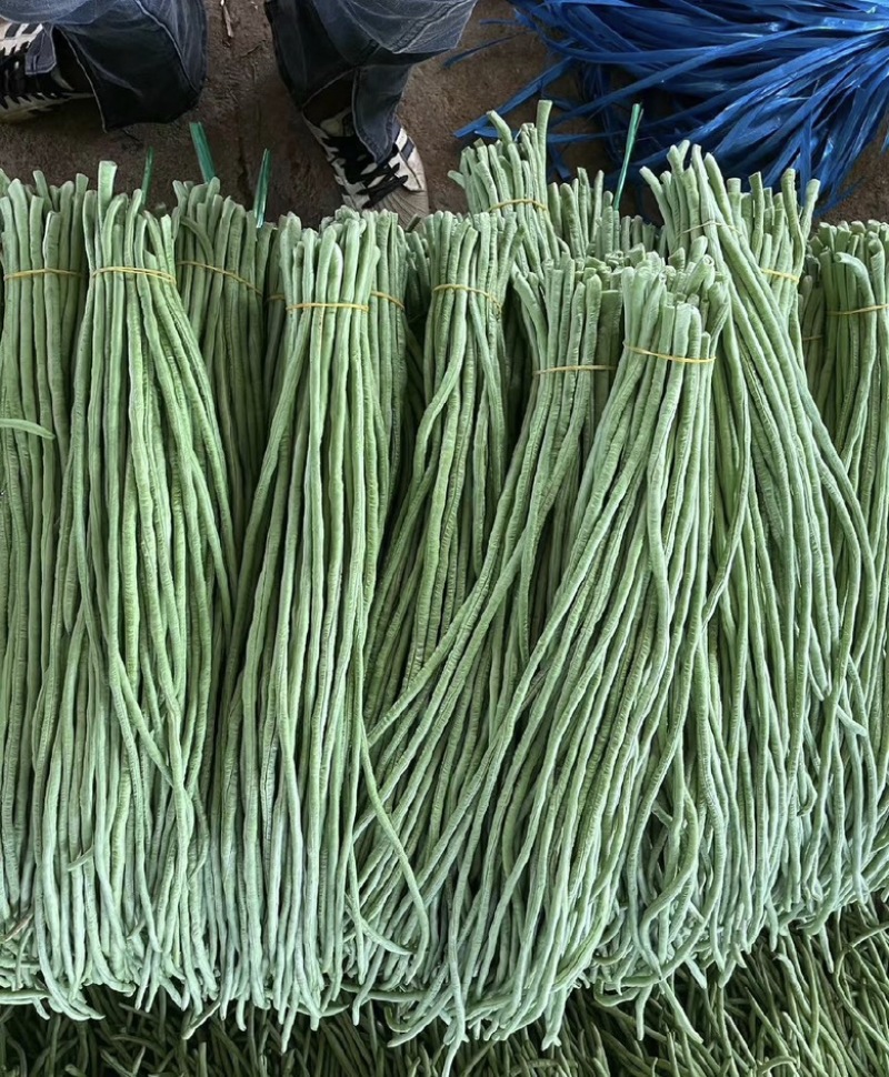 精品长豆角大量现货供应全国诚信经营欢迎咨询！