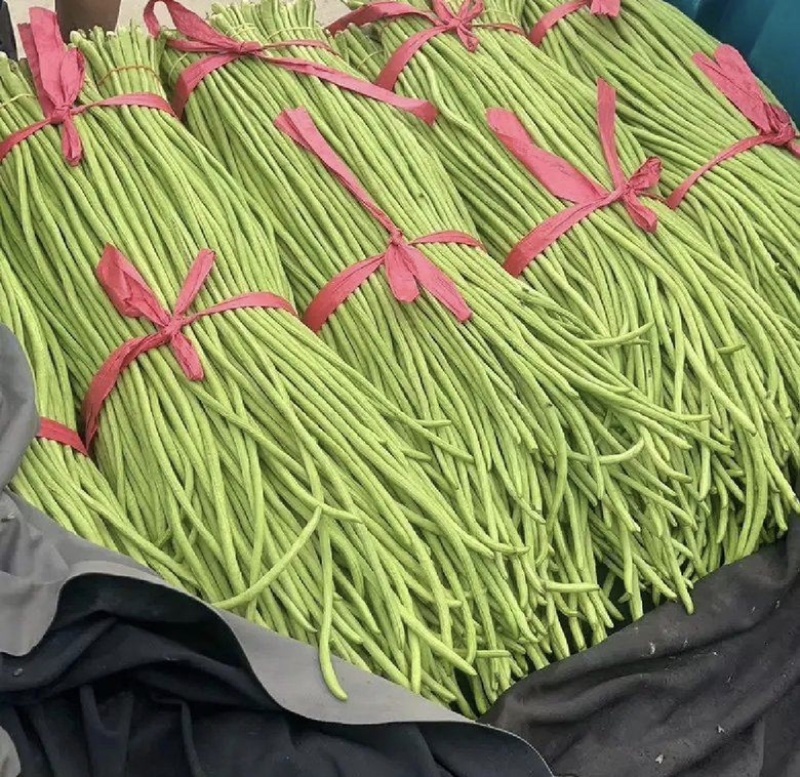 精品长豆角大量现货供应全国诚信经营欢迎咨询！