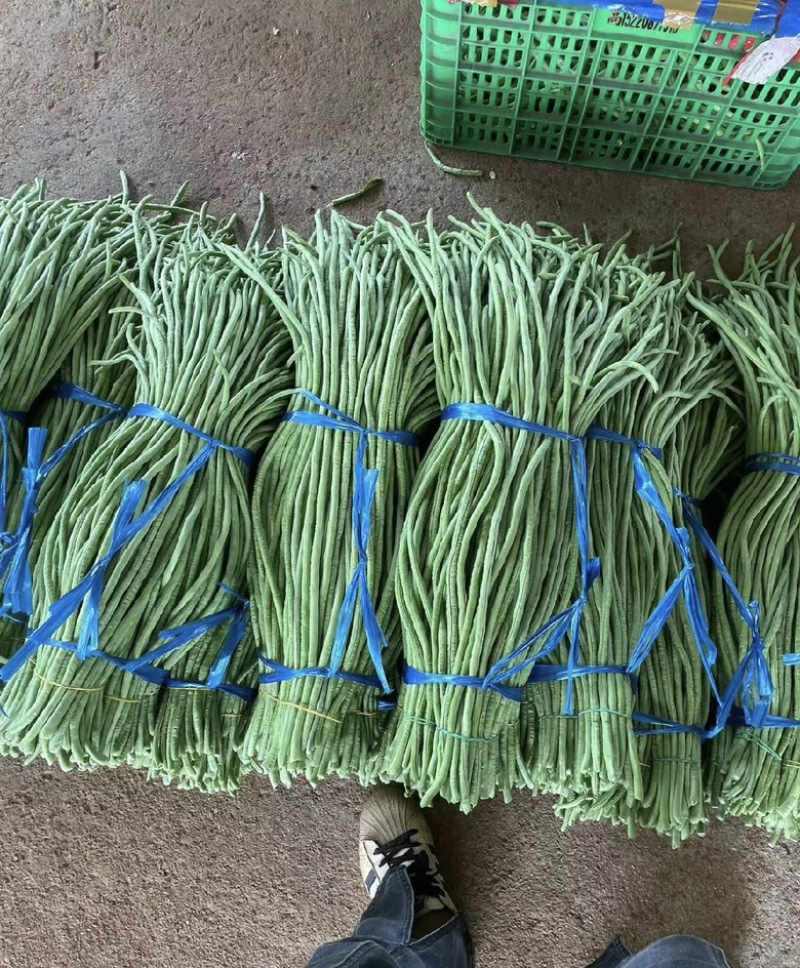 精品长豆角大量现货供应全国诚信经营欢迎咨询！