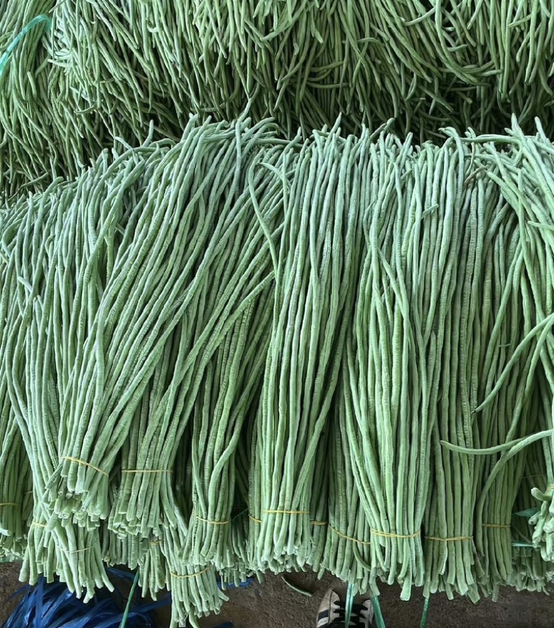 精品长豆角大量现货供应全国诚信经营欢迎咨询！