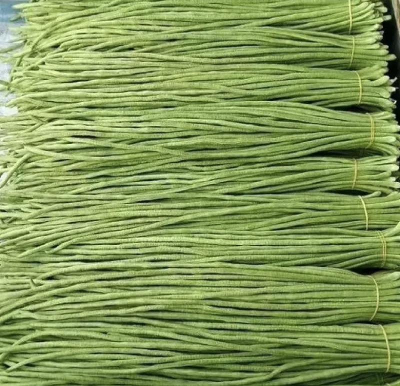 精品长豆角大量现货供应全国诚信经营欢迎咨询！
