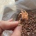 新货小墨鱼仔干