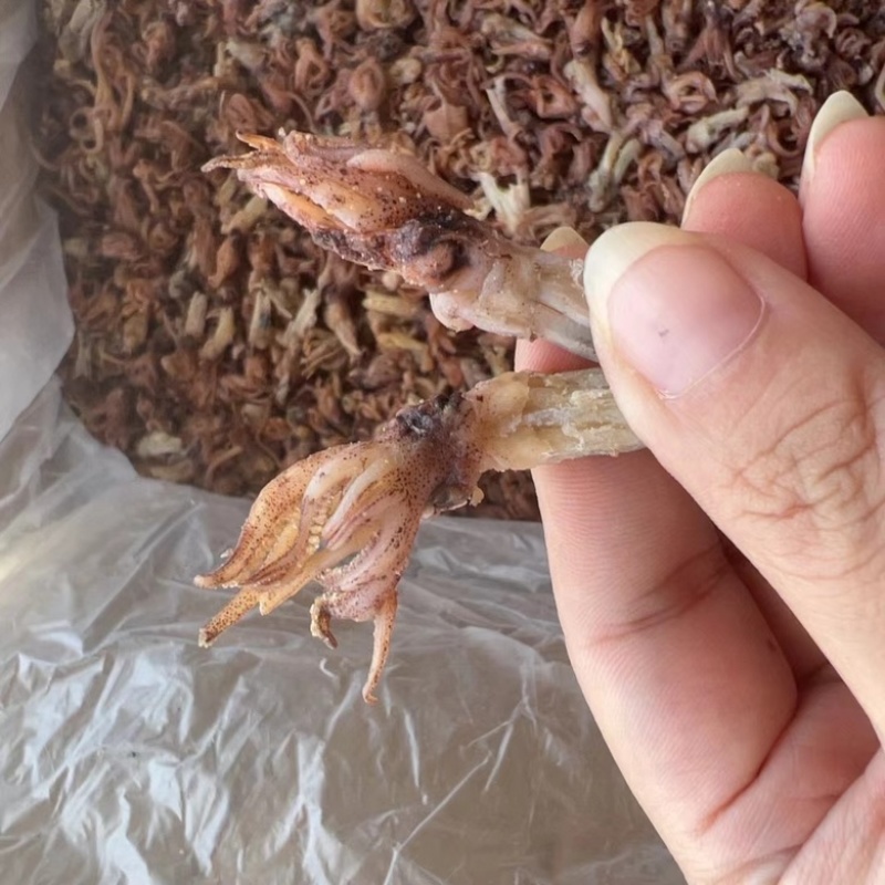 新货小墨鱼仔干