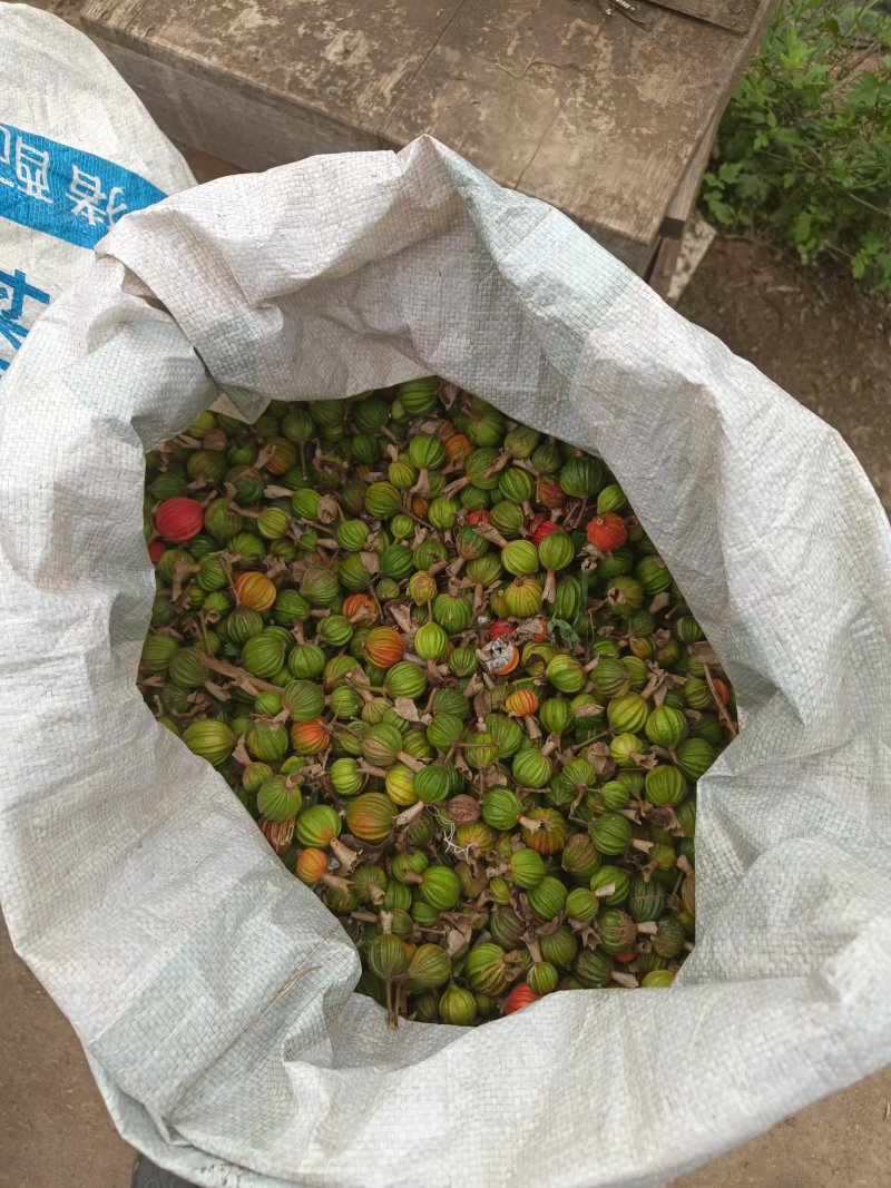 砂仁种孑大量出售