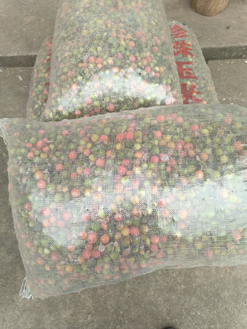 砂仁种孑大量出售