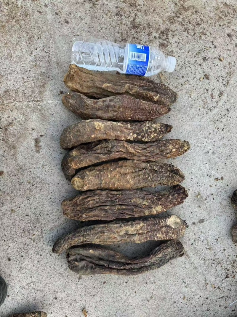 管花肉苁蓉大芸大量上市产地直发欢迎咨询联系