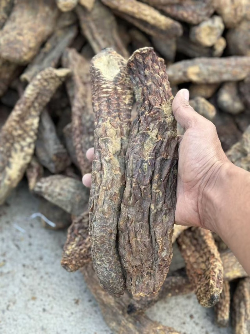 管花肉苁蓉大芸大量上市产地直发欢迎咨询联系