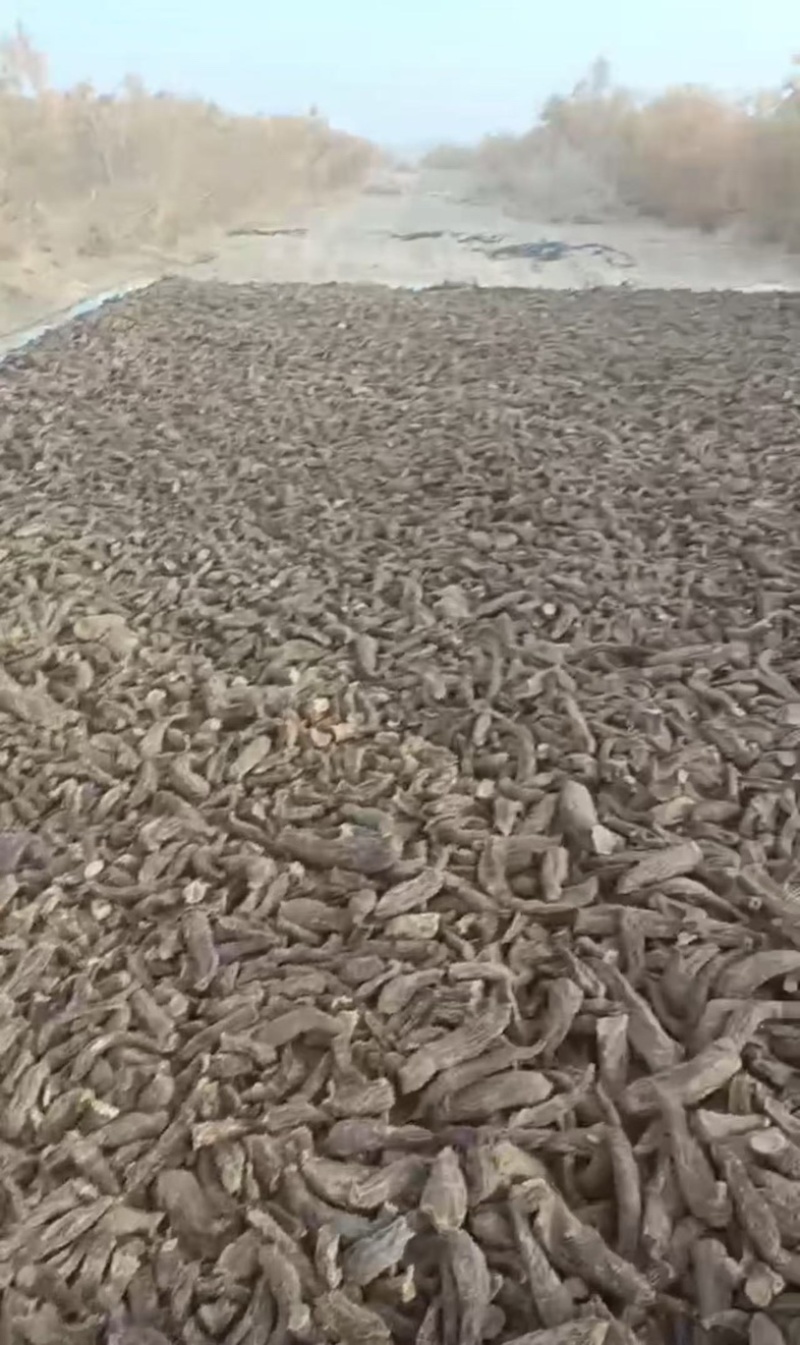 管花肉苁蓉大芸大量上市产地直发欢迎咨询联系