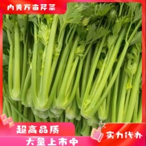 河南精品芹菜，现货现发【诚信经营】品质保证，对接全国
