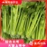 河南精品芹菜，现货现发【诚信经营】品质保证，对接全国