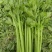 河南精品芹菜，现货现发【诚信经营】品质保证，对接全国