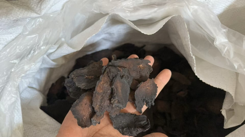管花肉苁蓉，大芸切片规格齐全量大价优可视频看货