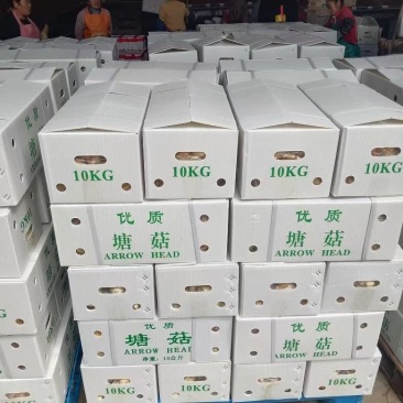 精品茨菇，出口马来亚，自产自销，欢迎订购。