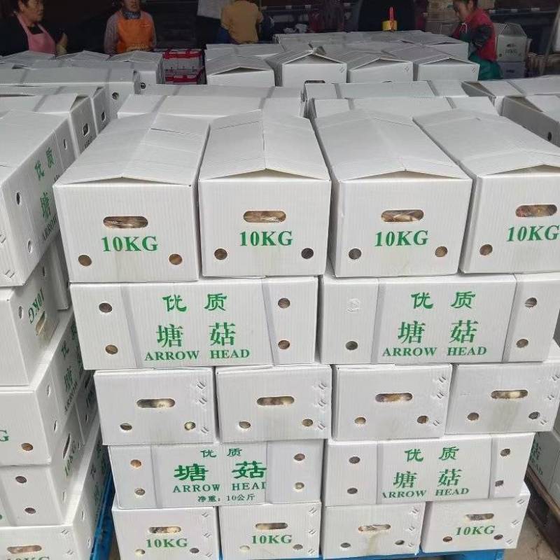 精品茨菇，出口马来亚，自产自销，欢迎订购。