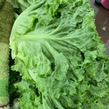 山东精品生菜，货源充足，全国发货，质量保证，常年供应
