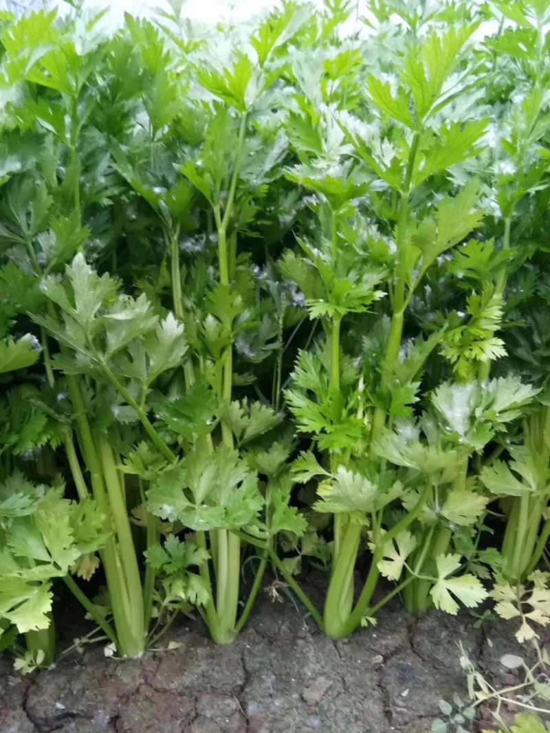精品芹菜，大量现货，产地直发，价格美丽，欢迎合作
