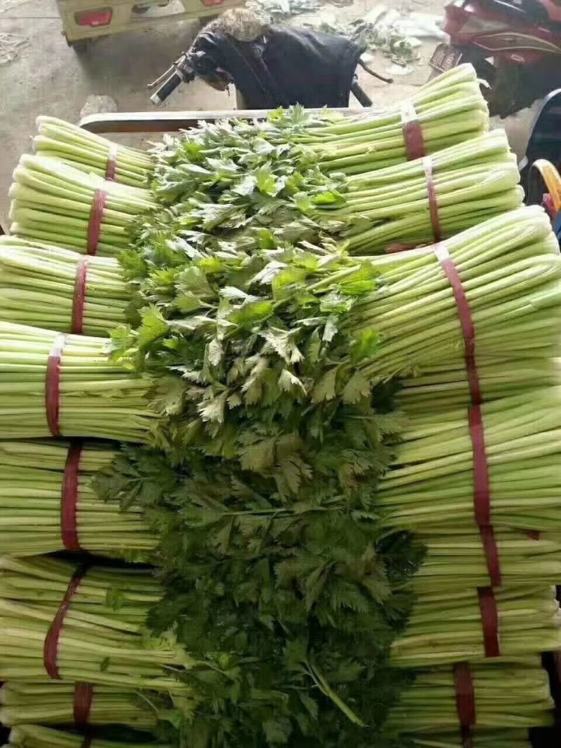精品芹菜，大量现货，产地直发，价格美丽，欢迎合作