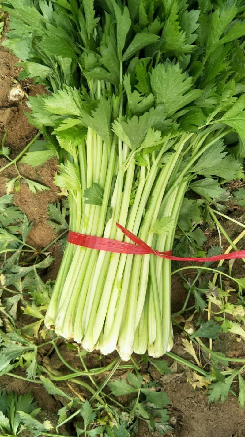 精品芹菜，大量现货，产地直发，价格美丽，欢迎合作
