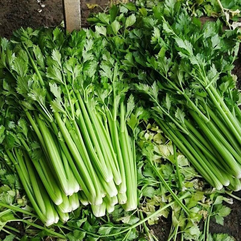 精品芹菜，大量现货，产地直发，价格美丽，欢迎合作