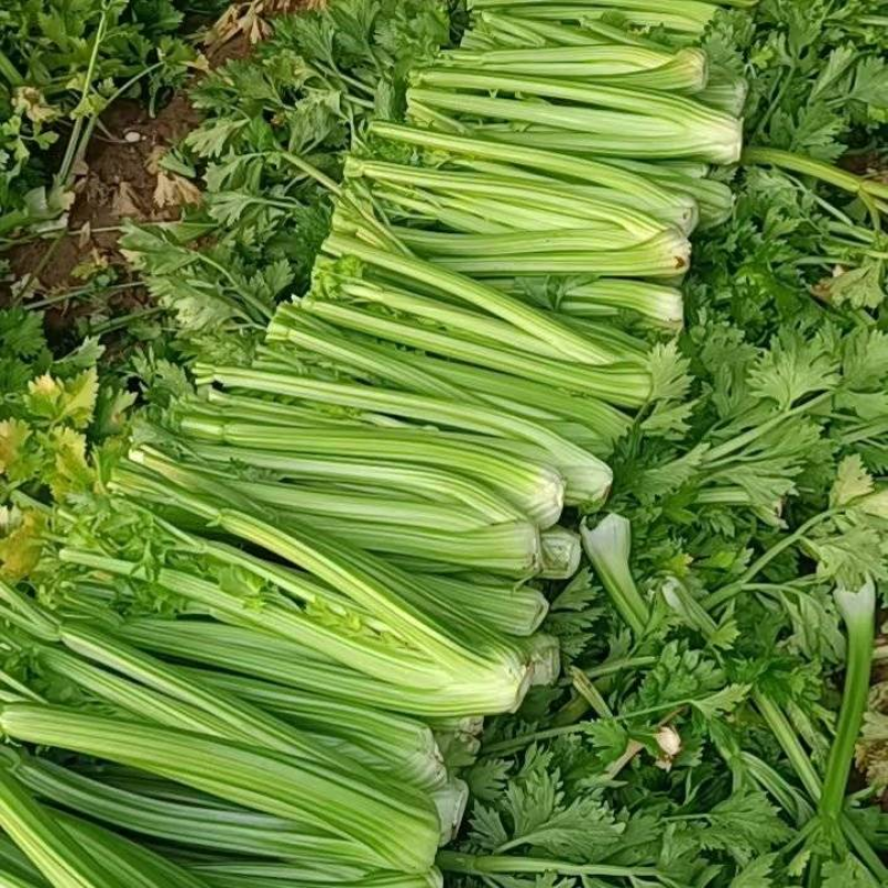 精品芹菜，大量现货，产地直发，价格美丽，欢迎合作