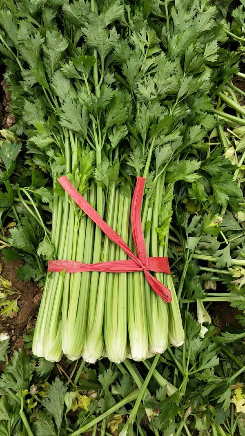 精品芹菜，大量现货，产地直发，价格美丽，欢迎合作