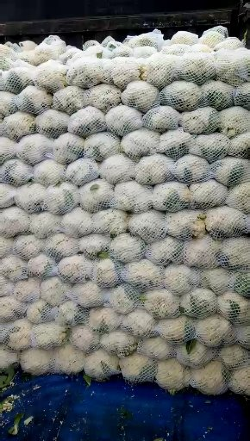 精品菜花，大量出货，质量保证，一手货源，代发全国欢迎合作