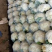 精品菜花，大量出货，质量保证，一手货源，代发全国欢迎合作