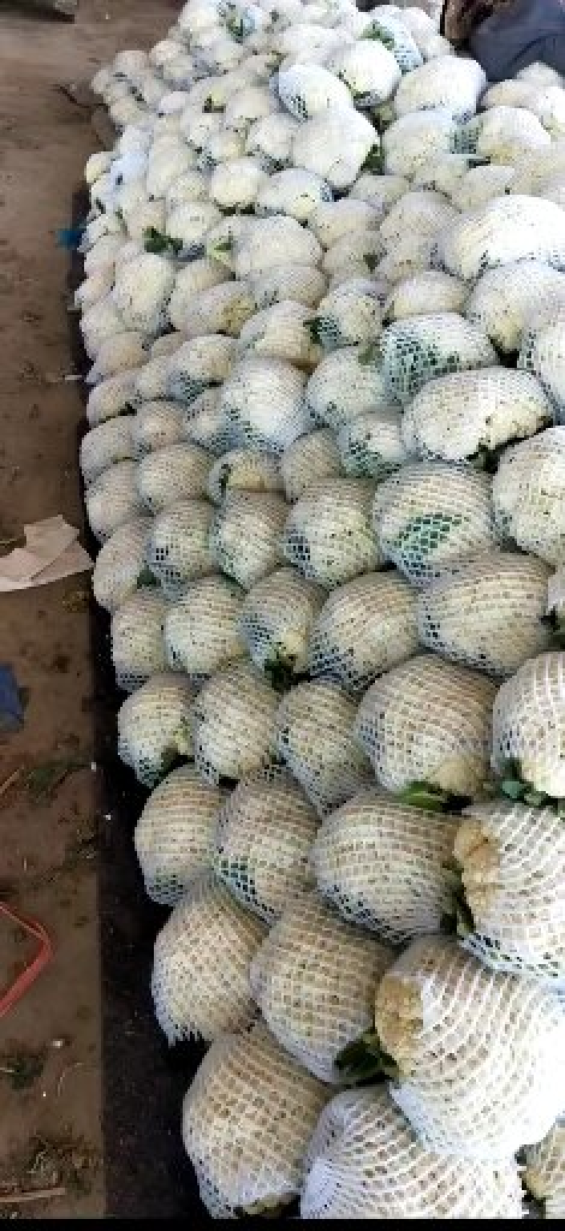 精品菜花，大量出货，质量保证，一手货源，代发全国欢迎合作