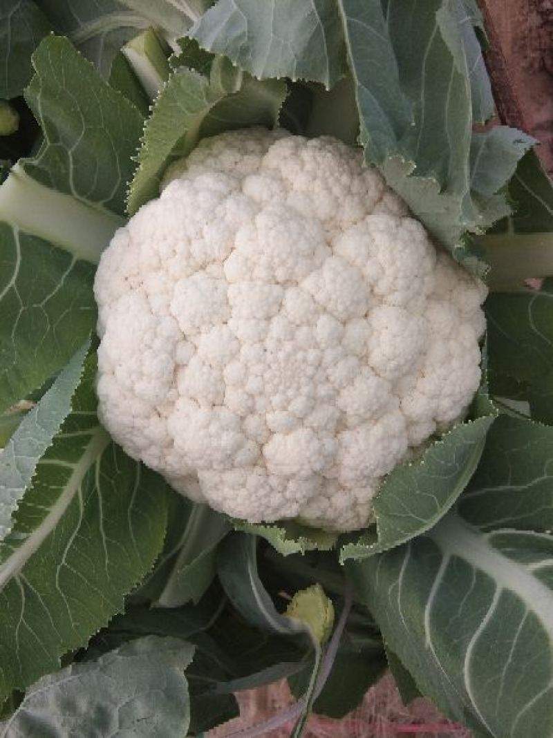精品菜花，大量出货，质量保证，一手货源，代发全国欢迎合作