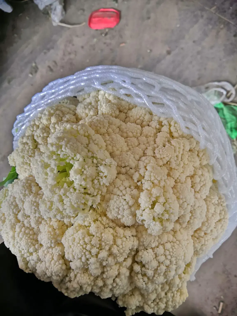精品菜花，大量出货，质量保证，一手货源，代发全国欢迎合作