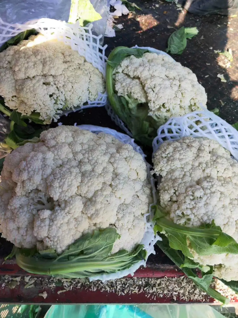 精品菜花，大量出货，质量保证，一手货源，代发全国欢迎合作