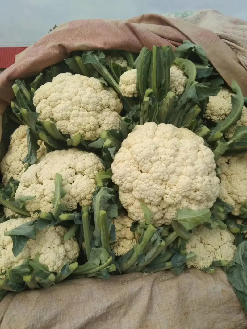 精品菜花，大量出货，质量保证，一手货源，代发全国欢迎合作