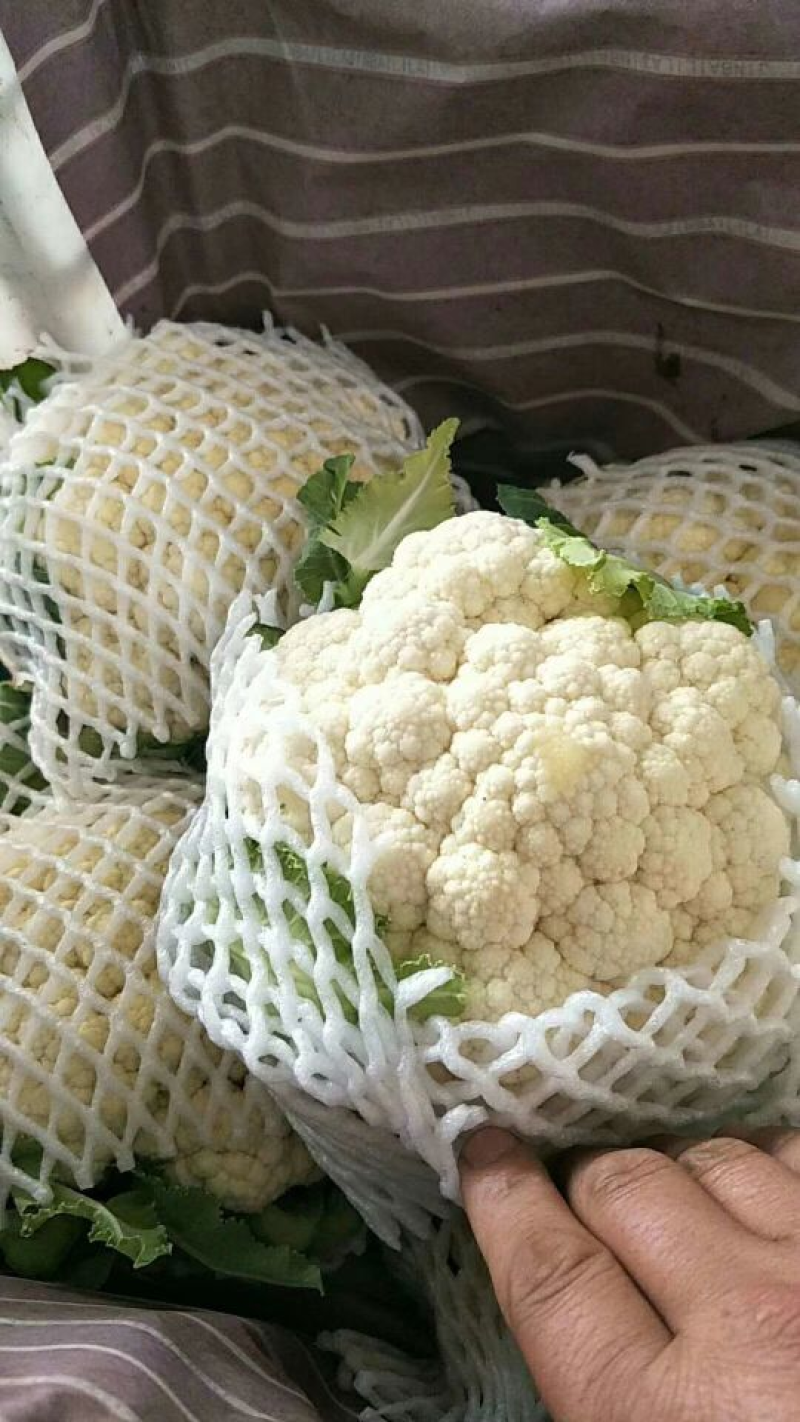 精品菜花，大量出货，质量保证，一手货源，代发全国欢迎合作
