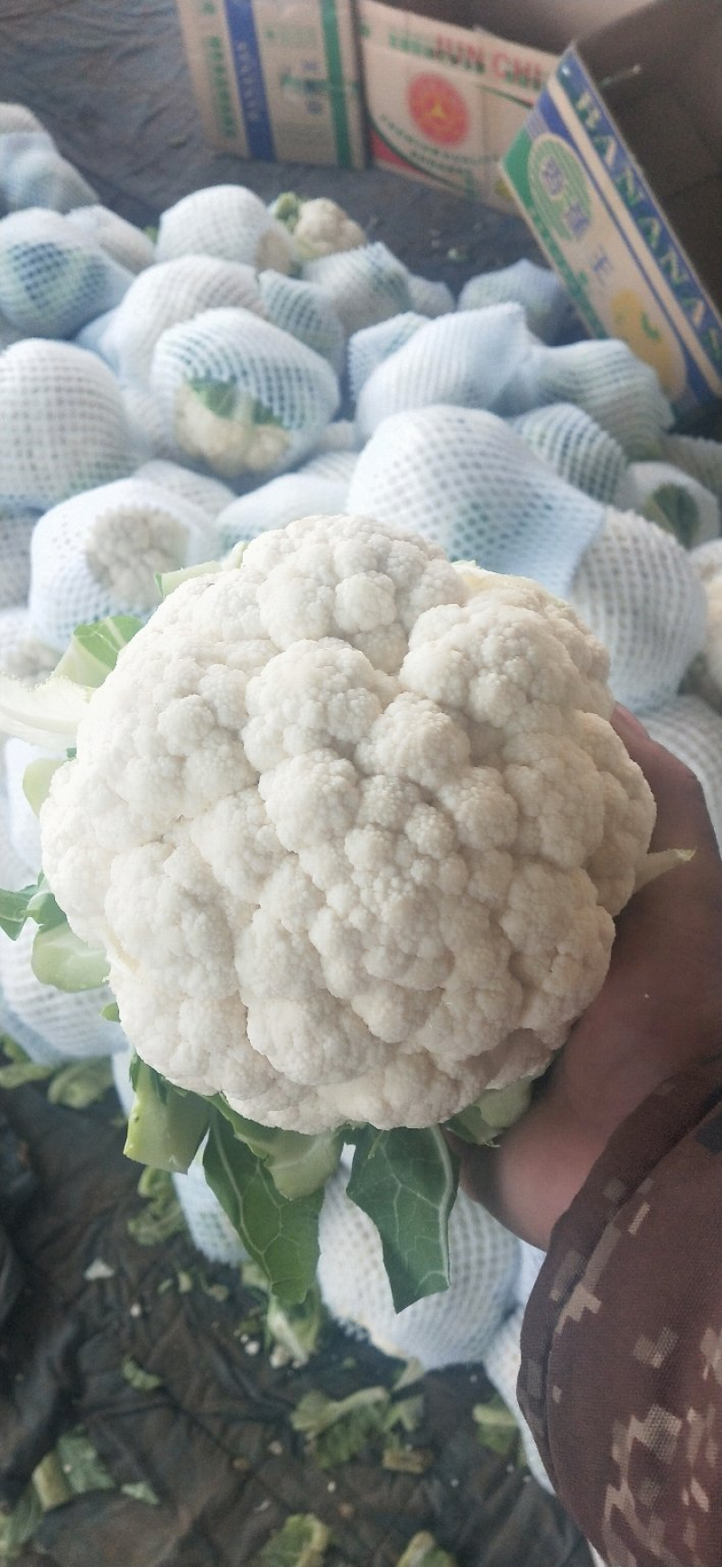 精品菜花，大量出货，质量保证，一手货源，代发全国欢迎合作