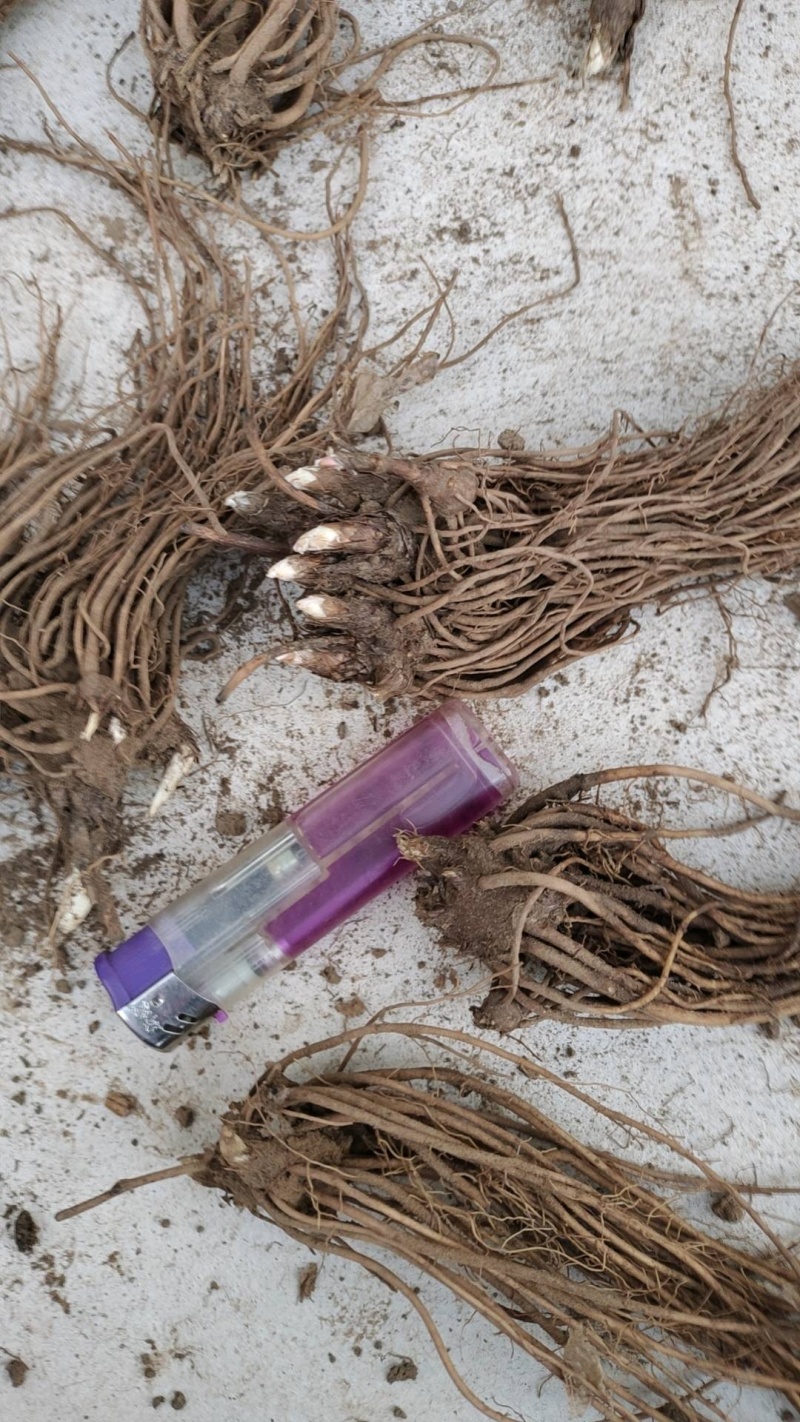 北苍术种苗