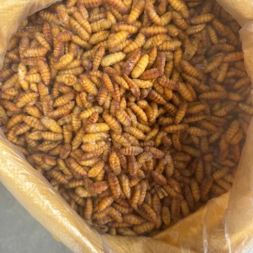 颗粒饱满金黄，源头厂家货