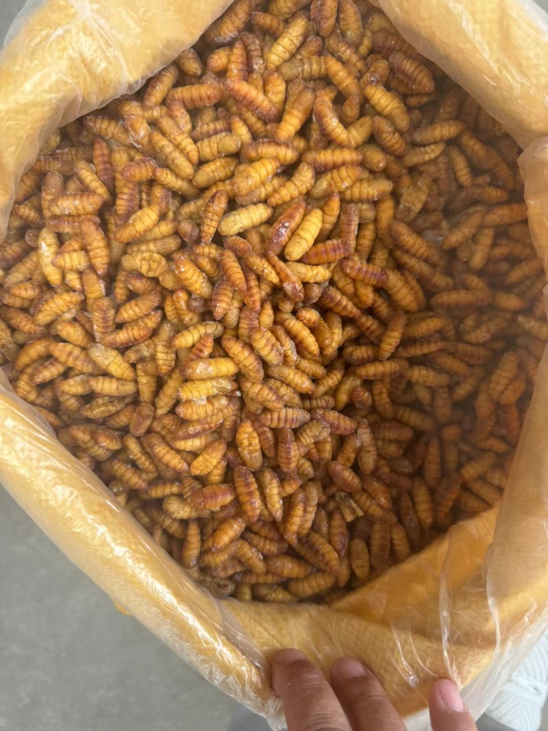 颗粒饱满金黄，源头厂家货