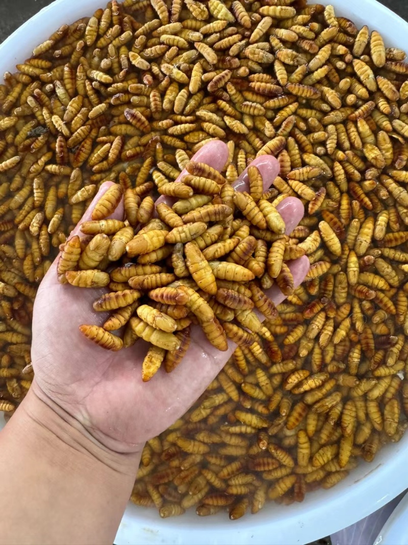 颗粒饱满金黄，源头厂家货