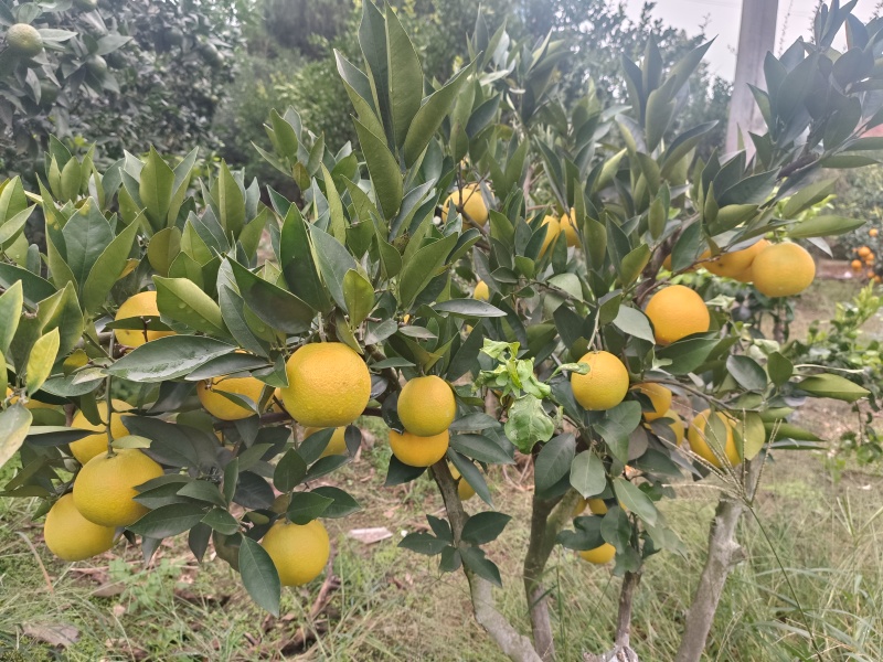 脐橙精品脐橙口感纯甜细腻化渣产地直供一手货源