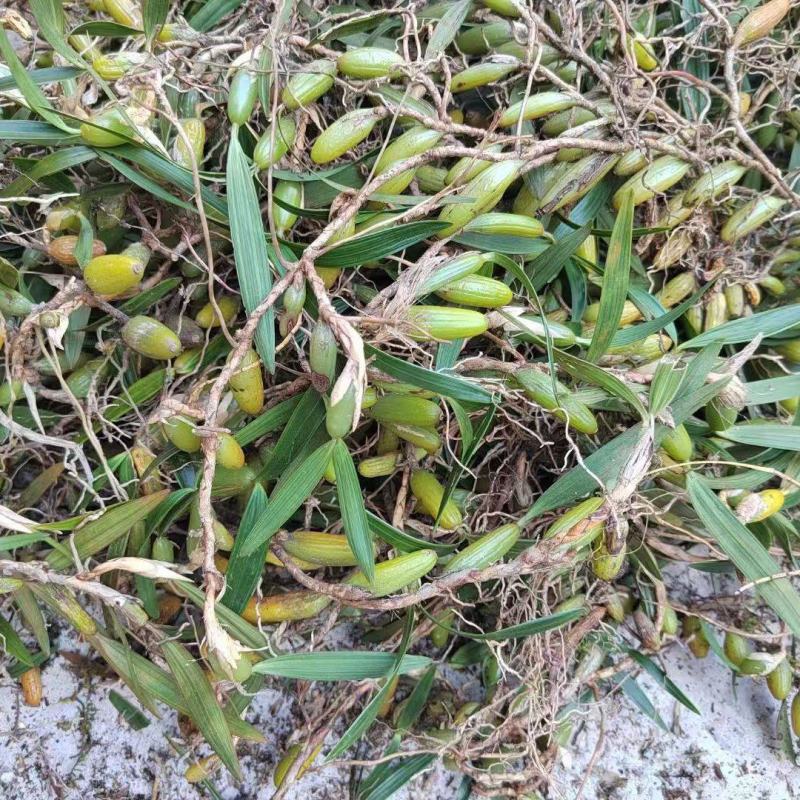石橄榄双叶大果