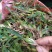 石橄榄双叶大果