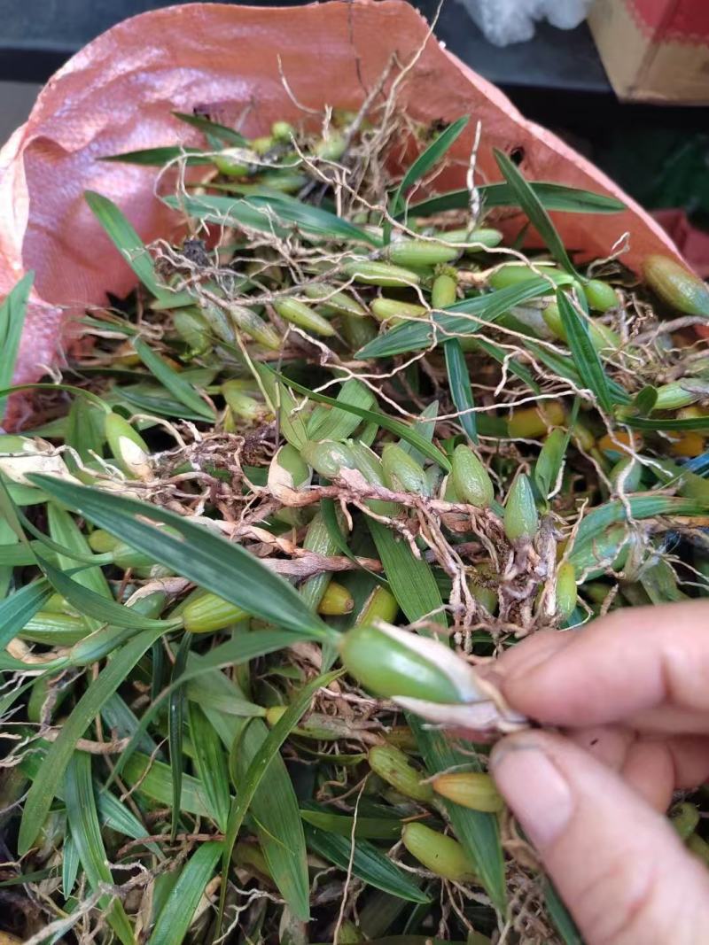 石橄榄双叶大果