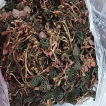 金线莲