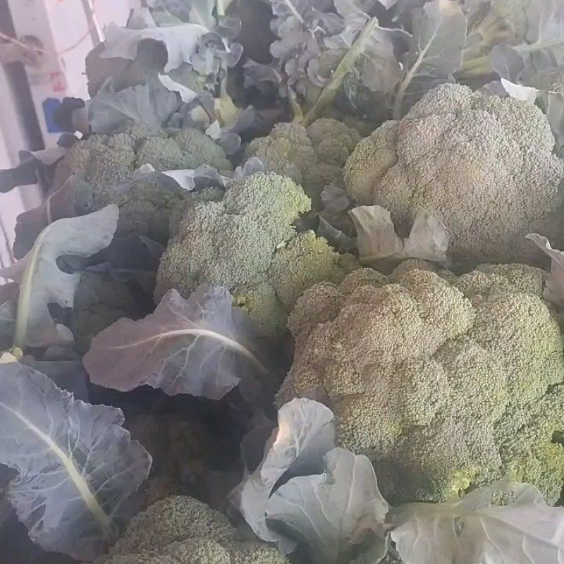 山东精品西兰花，大量上市，货源充足，支持各种包装诚信合作