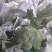 山东精品西兰花，大量上市，货源充足，支持各种包装诚信合作