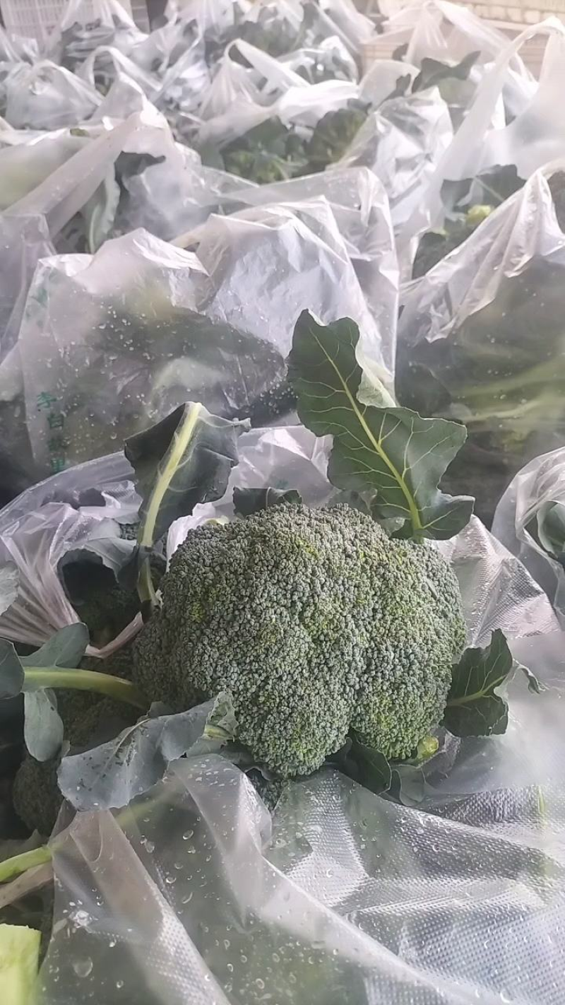山东精品西兰花，大量上市，货源充足，支持各种包装诚信合作