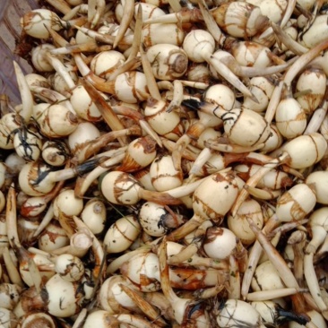 新鲜簕茨菇，曲靖当地产，品质保证，价格优惠