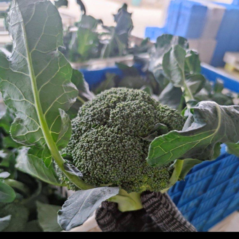 山东精品西兰花，大量上市，货源充足，支持各种包装诚信合作